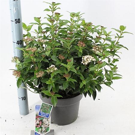Viburnum tin. 'Eve Price' Pot 5 Liter 30 - 40 cm