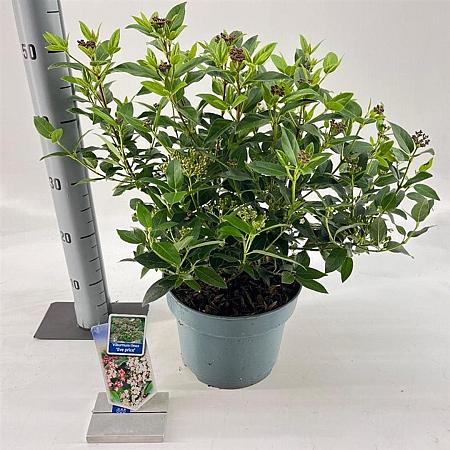 Viburnum tin. 'Eve Price' Pot 5 Liter 30 - 40 cm