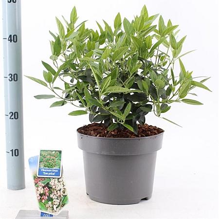 Viburnum tin. 'Eve Price' Pot 5 Liter 30 - 40 cm