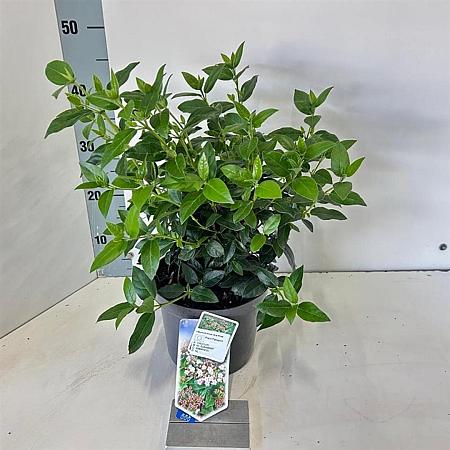 Viburnum tin. 'Eve Price' Pot 3 Liter 30 - 40 cm