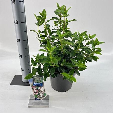Viburnum tin. 'Eve Price' Pot 3 Liter 30 - 40 cm