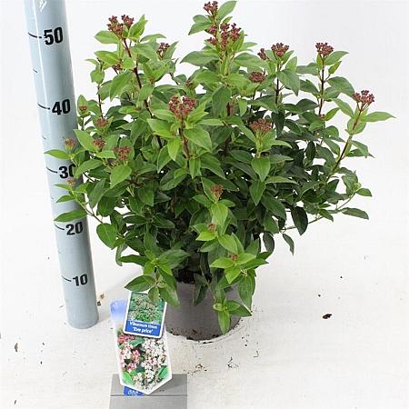 Viburnum tin. 'Eve Price' Pot 3 Liter 30 - 40 cm