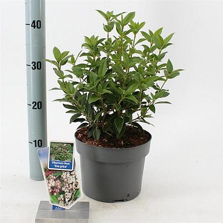 Viburnum tin. 'Eve Price' Pot 3 Liter 30 - 40 cm