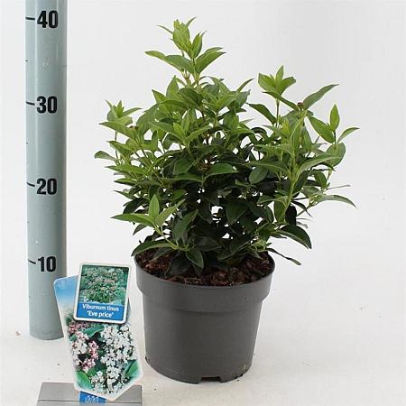 Viburnum tin. 'Eve Price' Pot 2 liter 25-30cm