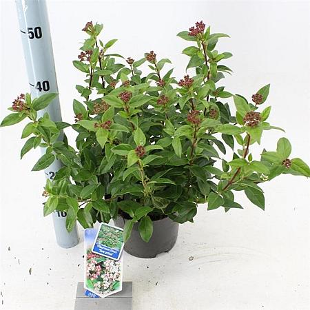 Viburnum tin. 'Eve Price' Pot 2 liter 25-30cm
