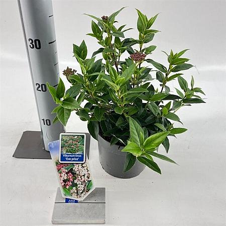 Viburnum tin. 'Eve Price' Pot 2 liter 25-30cm