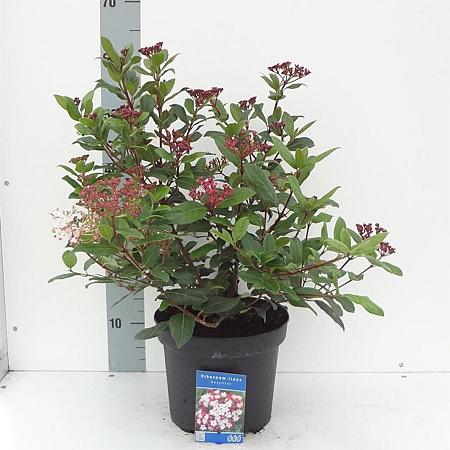 Viburnum tin. 'Gwenllian' Pot 5 Liter 30 - 40 cm
