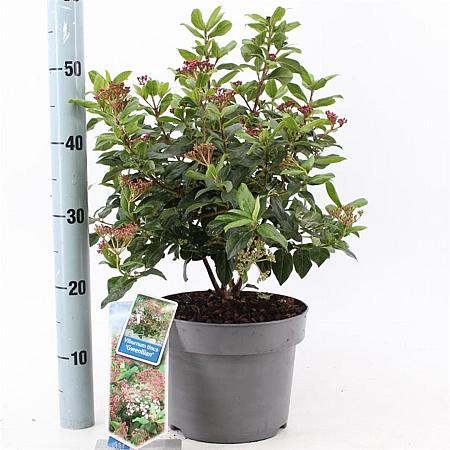 Viburnum tin. 'Gwenllian' Pot 5 Liter 30 - 40 cm