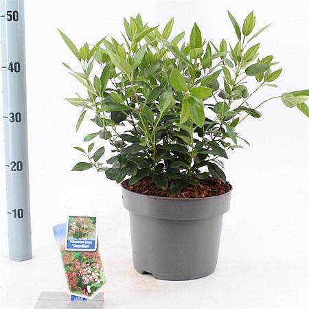 Viburnum tin. 'Gwenllian' Pot 5 Liter 30 - 40 cm