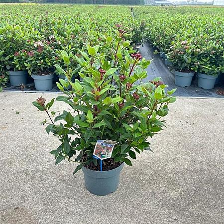 Viburnum tin. 'Gwenllian' Pot 5 Liter 30 - 40 cm