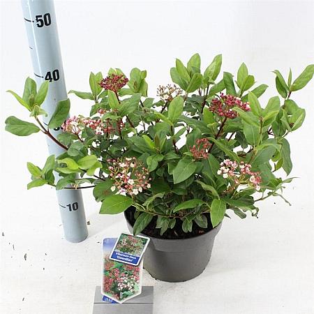 Viburnum tin. 'Gwenllian' Pot 3 Liter 30 - 40 cm