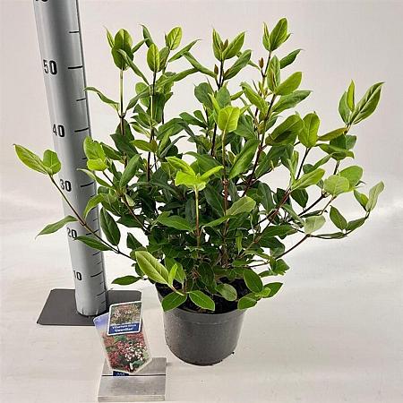 Viburnum tin. 'Gwenllian' Pot 3 Liter 30 - 40 cm