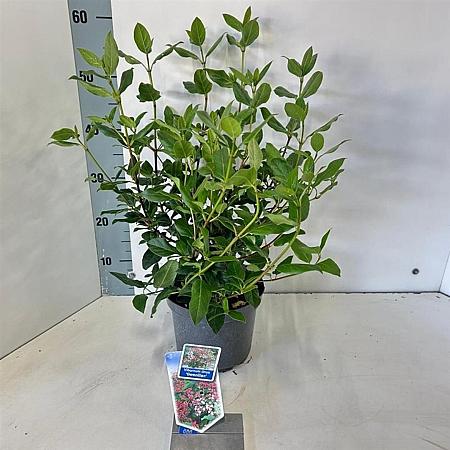 Viburnum tin. 'Gwenllian' Pot 3 Liter 30 - 40 cm