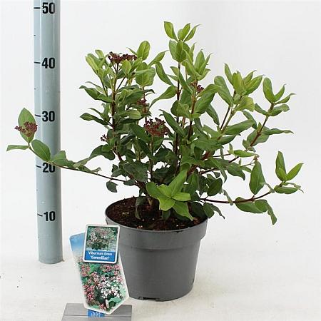 Viburnum tin. 'Gwenllian' Pot 3 Liter 30 - 40 cm
