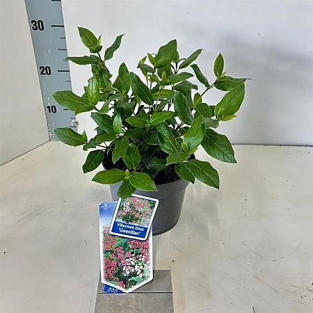 Viburnum tin. 'Gwenllian' Pot 2 liter 25-30cm