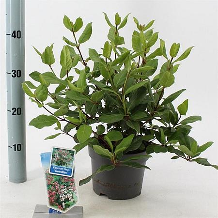 Viburnum tin. 'Gwenllian' Pot 2 liter 25-30cm