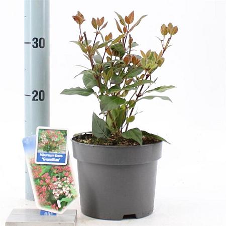 Viburnum tin. 'Gwenllian' Pot 2 liter 25-30cm