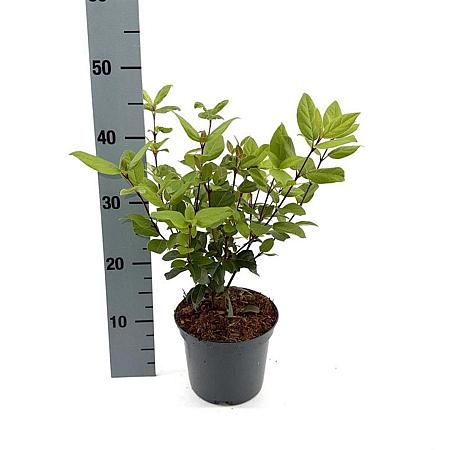 Viburnum tin. 'Ladybird' Pot 2 Liter30 - 40 cm