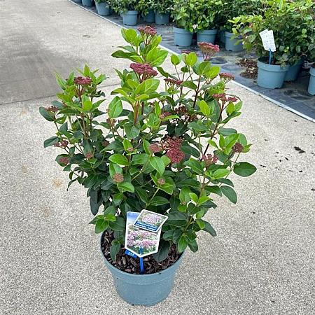 Viburnum tin. Lisarose Pot 5 Liter 30 - 40 cm