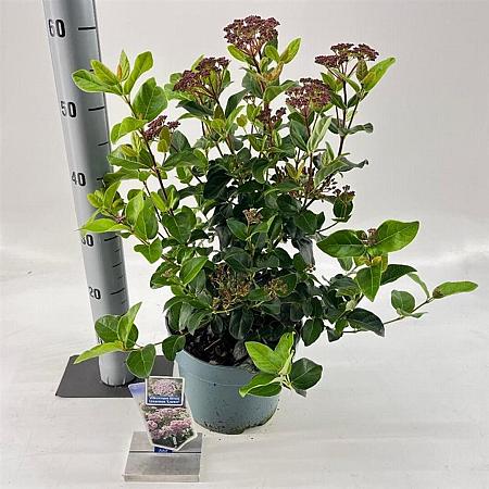 Viburnum tin. Lisarose Pot 5 Liter 30 - 40 cm