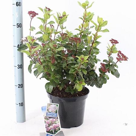 Viburnum tin. Lisarose Pot 5 Liter 30 - 40 cm