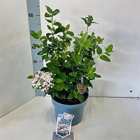 Viburnum tin. Lisarose Pot 3 Liter 30 - 40 cm