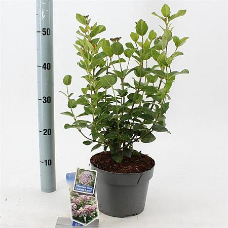 Viburnum tin. Lisarose Pot 3 Liter 30 - 40 cm