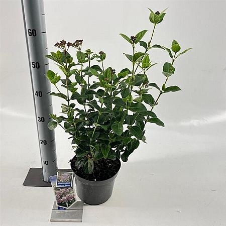 Viburnum tin. Lisarose Pot 3 Liter 30 - 40 cm