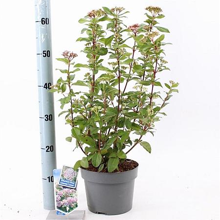 Viburnum tin. Lisarose Pot 3 Liter 30 - 40 cm