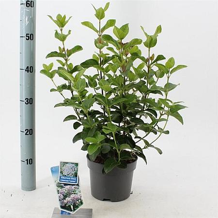 Viburnum tin. Lisarose Pot 2 liter 25-30cm
