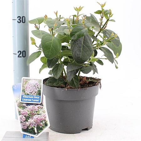 Viburnum tin. Lisarose Pot 2 liter 25-30cm