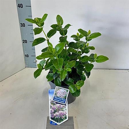 Viburnum tin. Lisarose Pot 2 liter 25-30cm