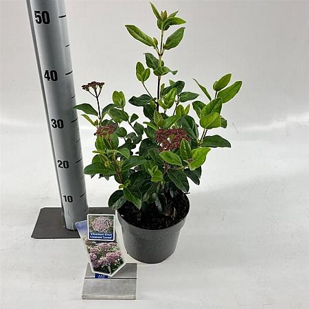 Viburnum tin. Lisarose Pot 2 liter 25-30cm