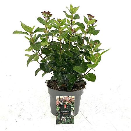 Viburnum tin. Lisarose Pot 2 liter 30-35cm