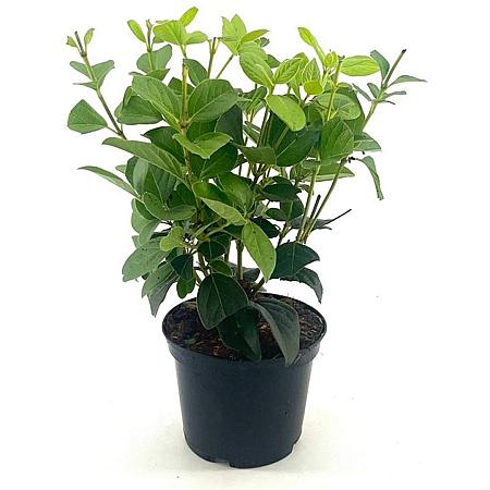 Viburnum tin. 'Macrophyllum' Pot 2 Liter30 - 40 cm