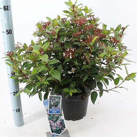 Viburnum tin. Spirit Pot 5 Liter 30 - 40 cm