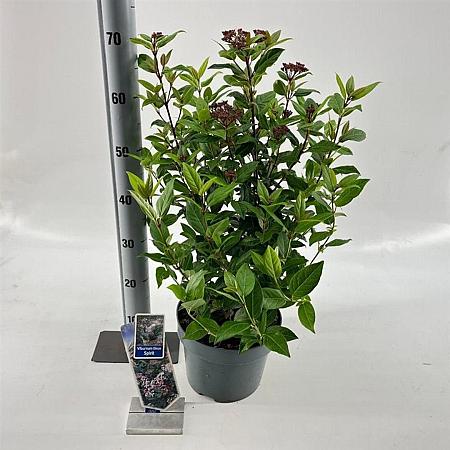 Viburnum tin. Spirit Pot 5 Liter 30 - 40 cm