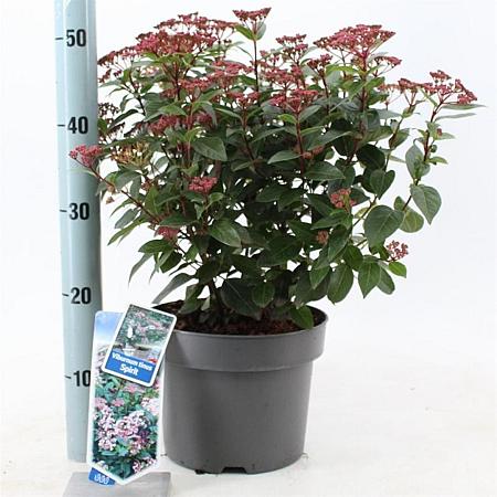 Viburnum tin. Spirit Pot 5 Liter 30 - 40 cm