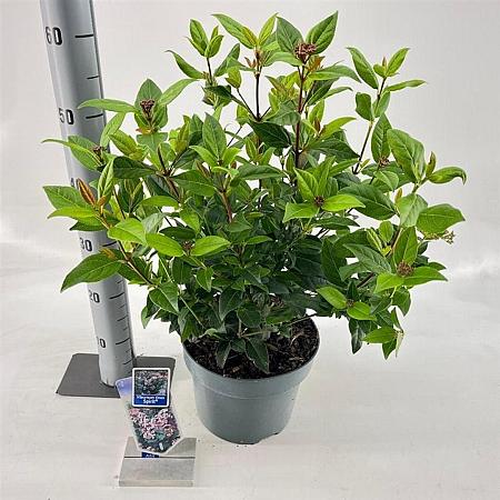 Viburnum tin. Spirit Pot 5 Liter 30 - 40 cm