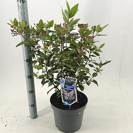 Viburnum tin. Spirit Pot 5 Liter 30 - 40 cm