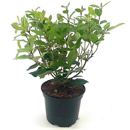 Viburnum tin. Spirit Pot 2 Liter30 - 40 cm