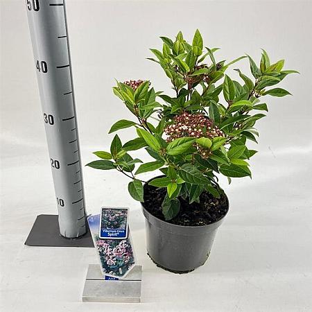 Viburnum tin. Spirit Pot 3 Liter 30 - 40 cm