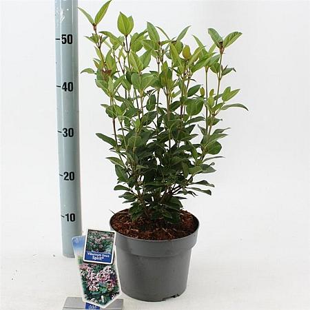 Viburnum tin. Spirit Pot 3 Liter 30 - 40 cm