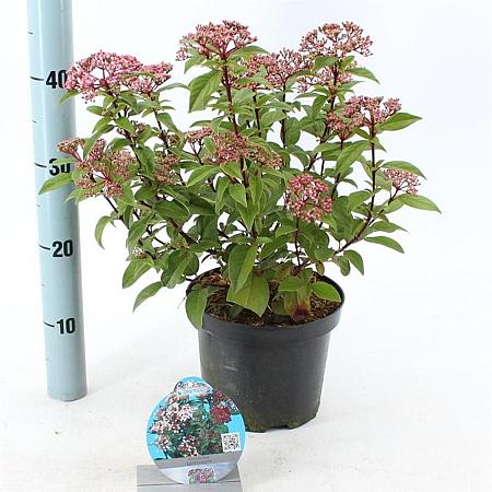Viburnum tin. Spirit Pot 3 Liter 30 - 40 cm