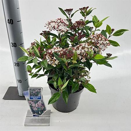 Viburnum tin. Spirit Pot 3 Liter 30 - 40 cm