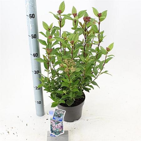 Viburnum tin. Spirit Pot 2 liter 25-30cm