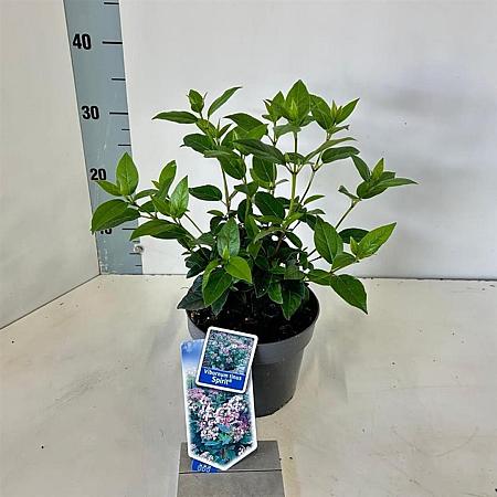 Viburnum tin. Spirit Pot 2 liter 25-30cm