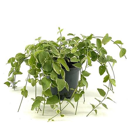 Vinca major 'Variegata' Pot 2 Liter