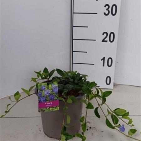 Vinca minor Pot 15 cm