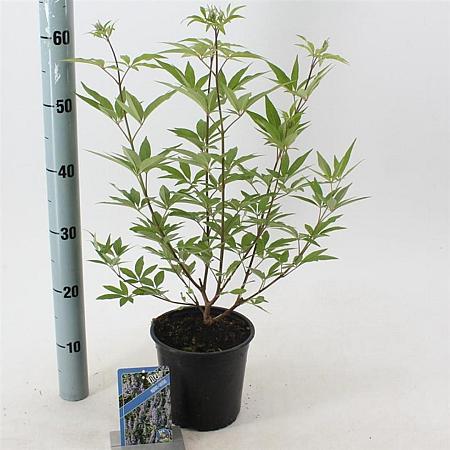 Vitex agnus-castus Pot 2 liter 30-35cm